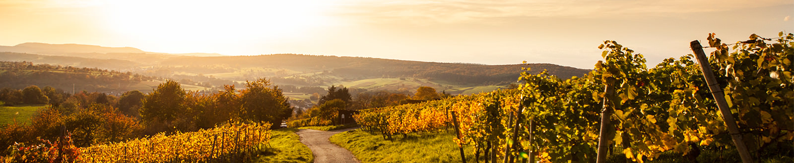 Abendstimmung am Ellmendinger Keulebuckel - Weingut Schmid