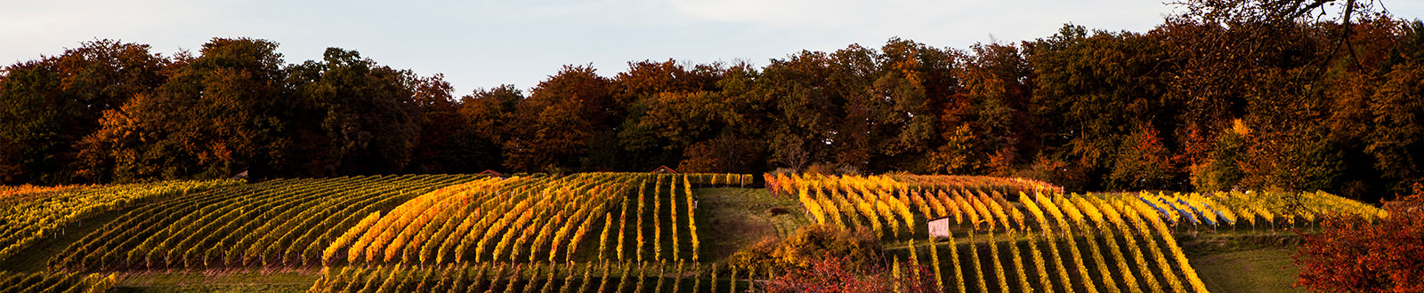 Blick auf unseren Weinberg - Weingut Schmid