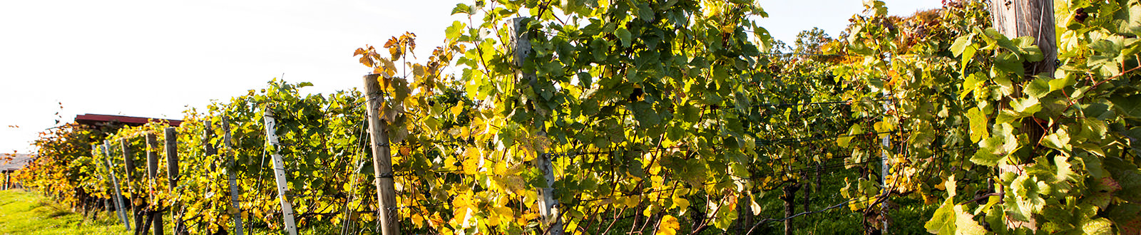 Weinreben - Weingut Schmid